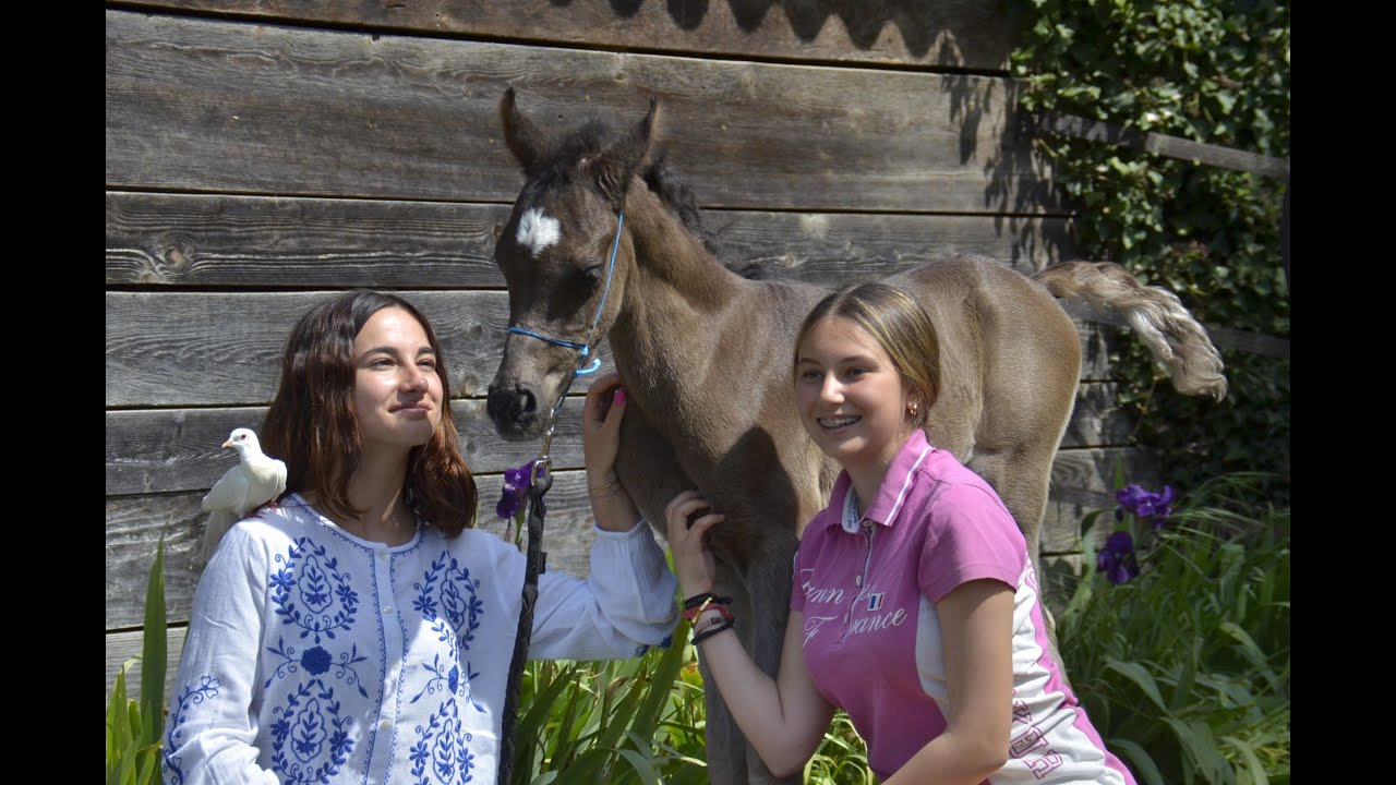 PHANTOM / Poulain PSA Pur-Sang Arabe Noir - Haras La Colombiere / Marina DELVIL