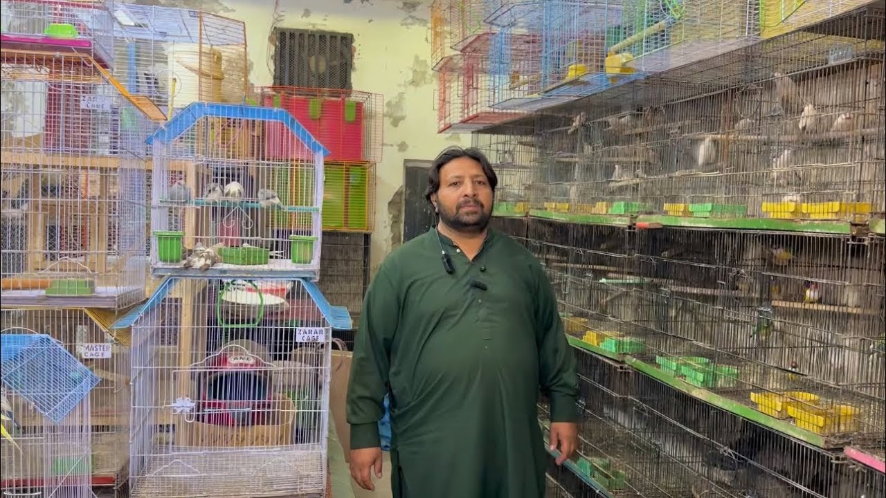 multan birds market latest update 04 April 2026 |  Birds Zone | Kamran Bhai