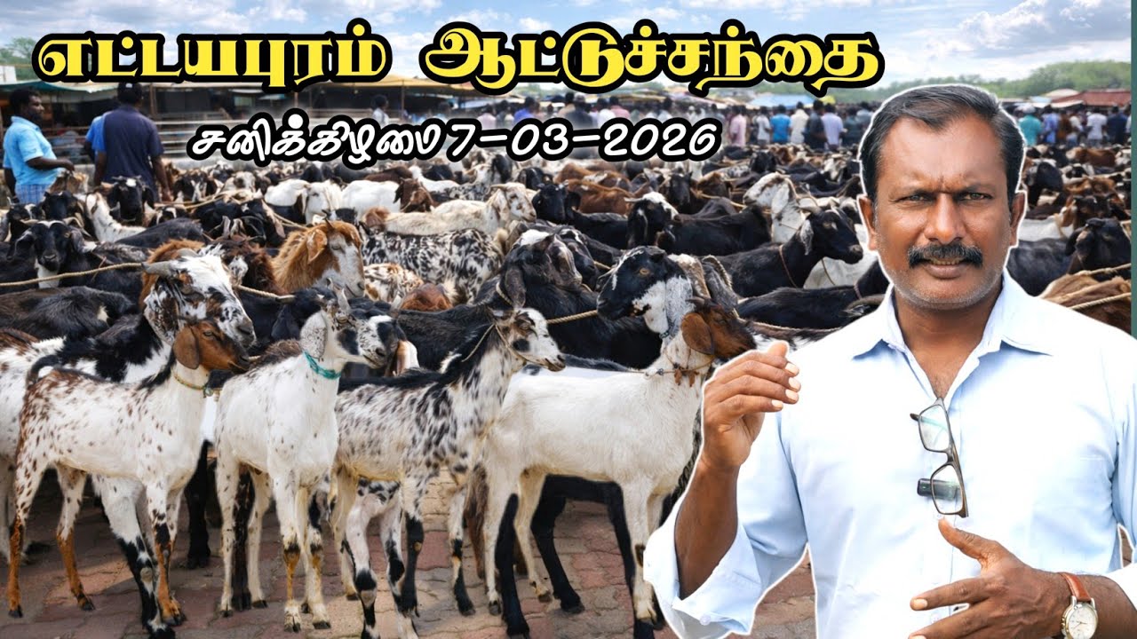 7-03-2026/ சனிக்கிழமை ஆட்டுச் சந்தை தூத்துக்குடி மாவட்டம் 