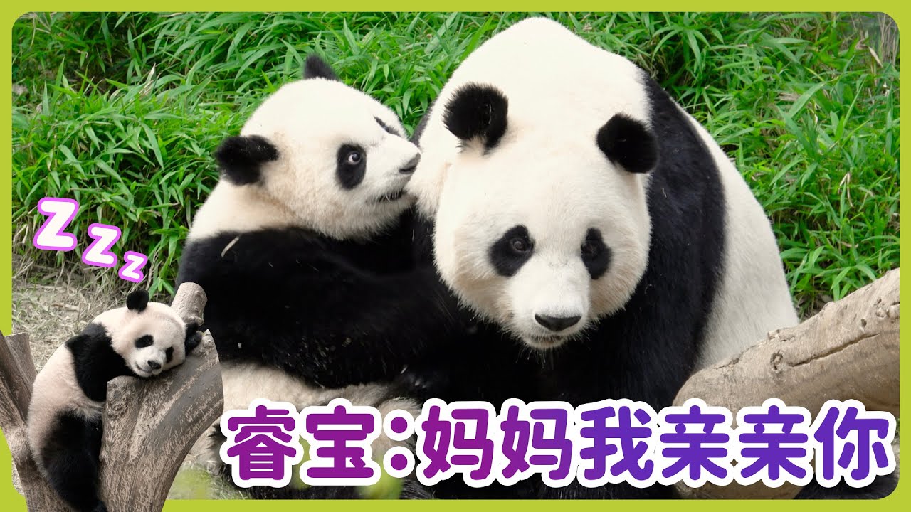 宝家族大熊猫日记-爱宝带睿宝，绝望的看着ee~睿宝抱着爱宝的脸亲亲~#에버랜드 #辉宝 #睿寶 #輝寶 #愛寶樂園 #熊貓 #大熊貓 #giantpanda #愛寶樂園 #ruibao #huibao