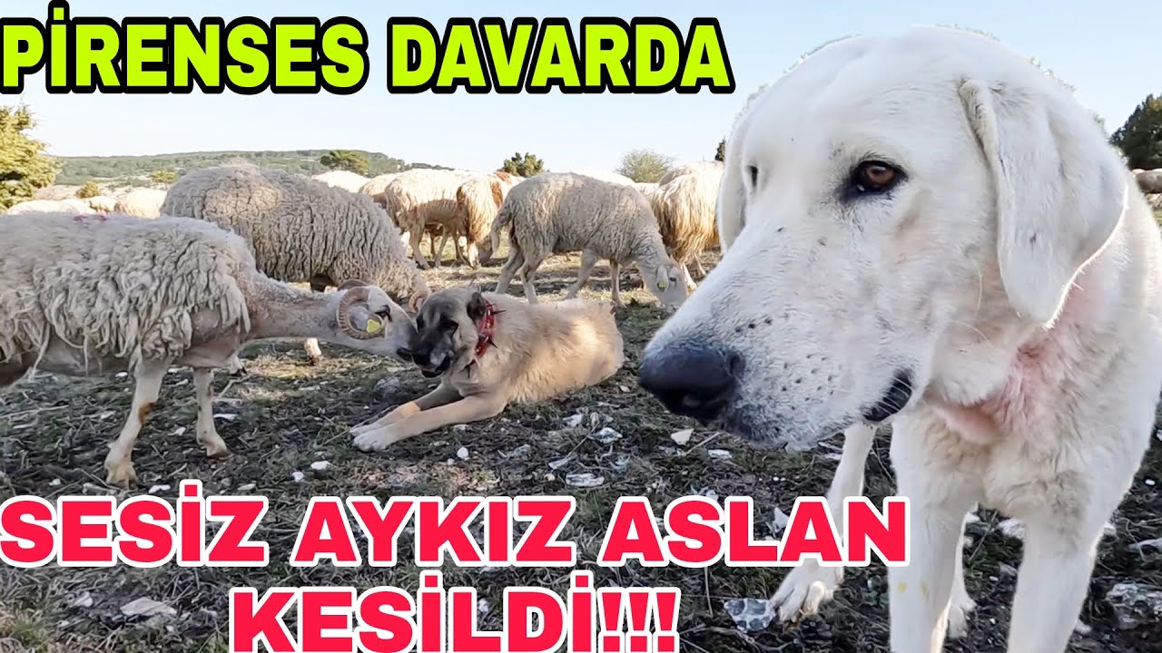 PRENSES MESAİYE BAŞLADI~İLK KOYUN GÖREVİNDE~AYKIZ İLE SÜRTÜŞMELER VAR !!! EMEKTAR USATAYA TESLİM