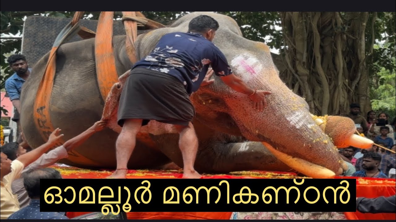 ഓമല്ലൂർ മണികണ്ഠന്റെ യാത്ര😪#manikandan #omallookaran #elephant #omalloor Manikandan