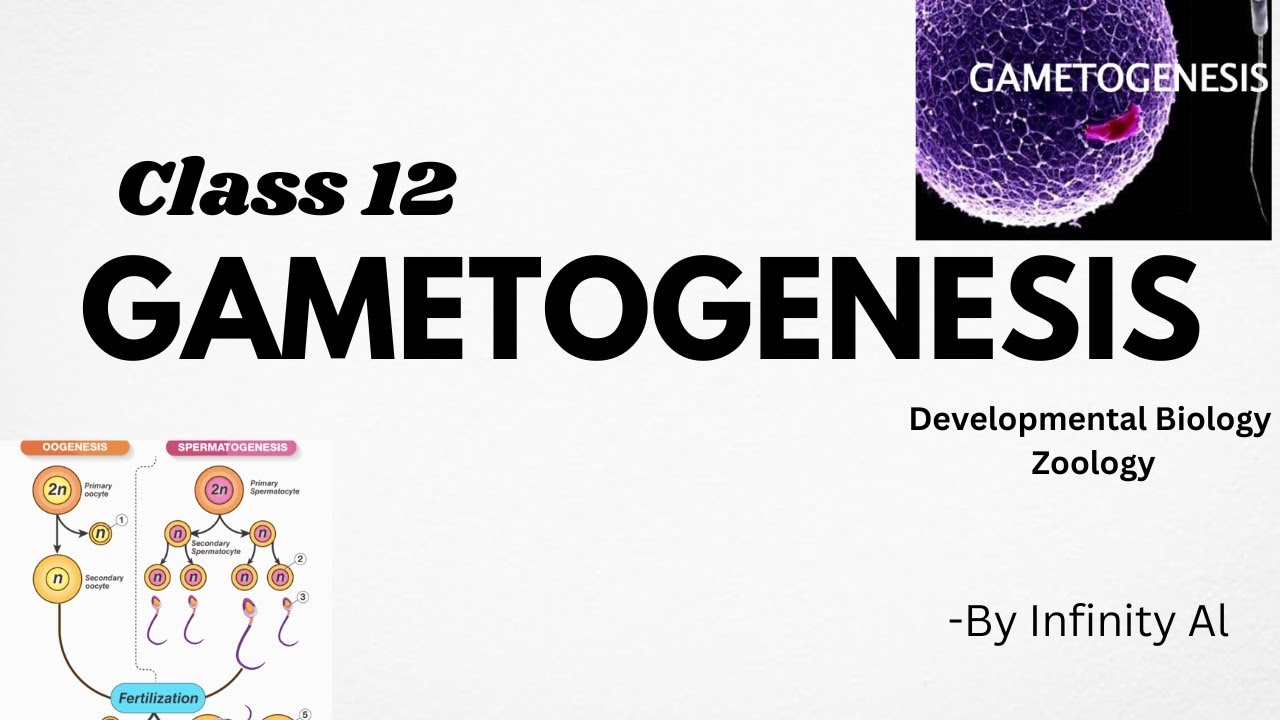 Gametogenesis fully explained | Neb class 12 Zoology | Infinity Al | Nepal top