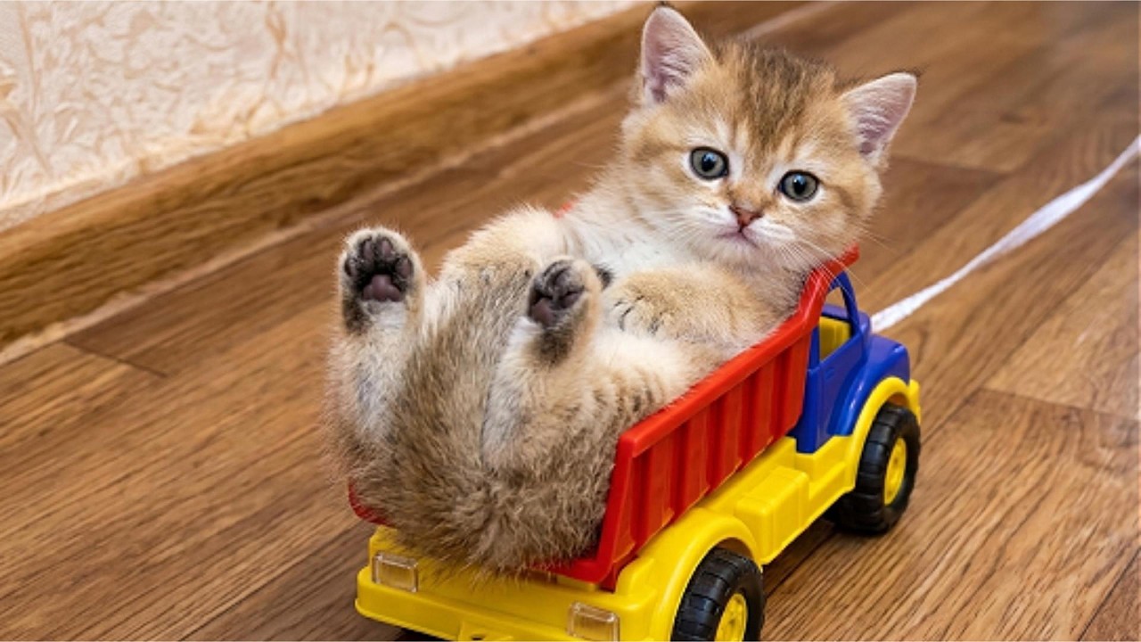 子猫の違法レベルの可愛さ 😭🔥
