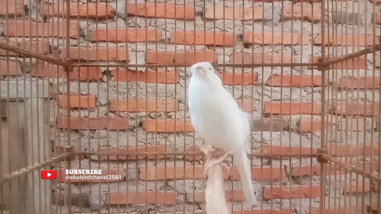 Kicauan Burung Kenari ini Dapat meningkatkan Emosi Kenari Malas Bunyi  Langsung Gacor Seketika