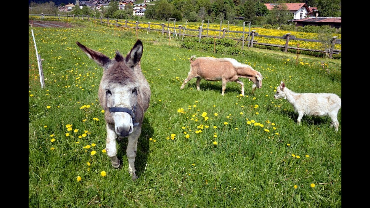 Esperienze rurali in ALTA VAL DI SOLE