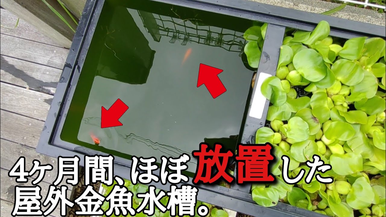 【金魚飼育】夏前から４ヵ月以上ほぼ放置した屋外金魚水槽に網突っ込んでみた結果…