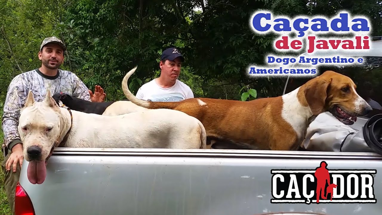 Caçada de Javali - Dogo Argentino e Americanos