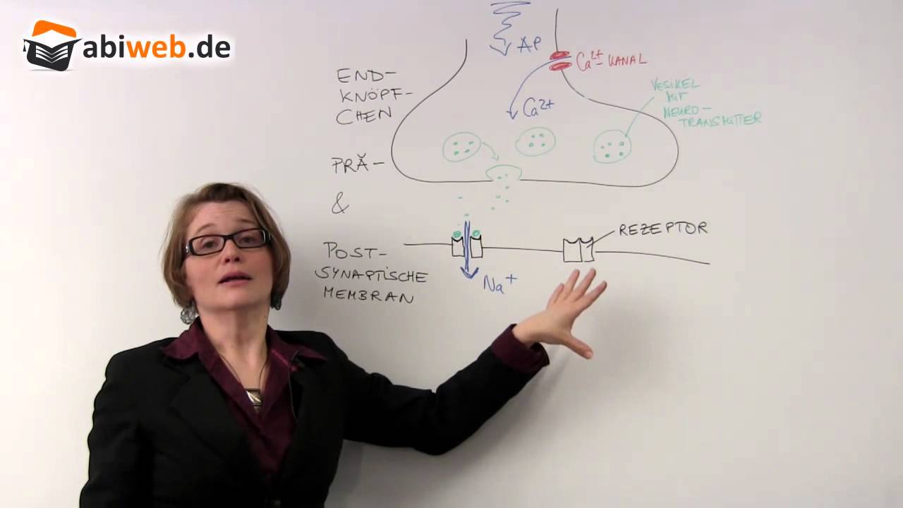 Vorgänge an der Synapse - Abitur Biologie