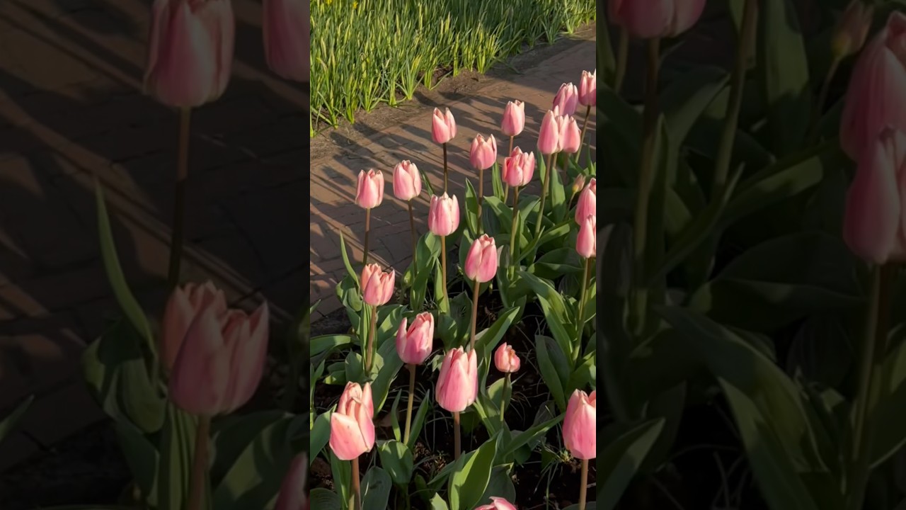 Pink Tulip 🌷#shorts