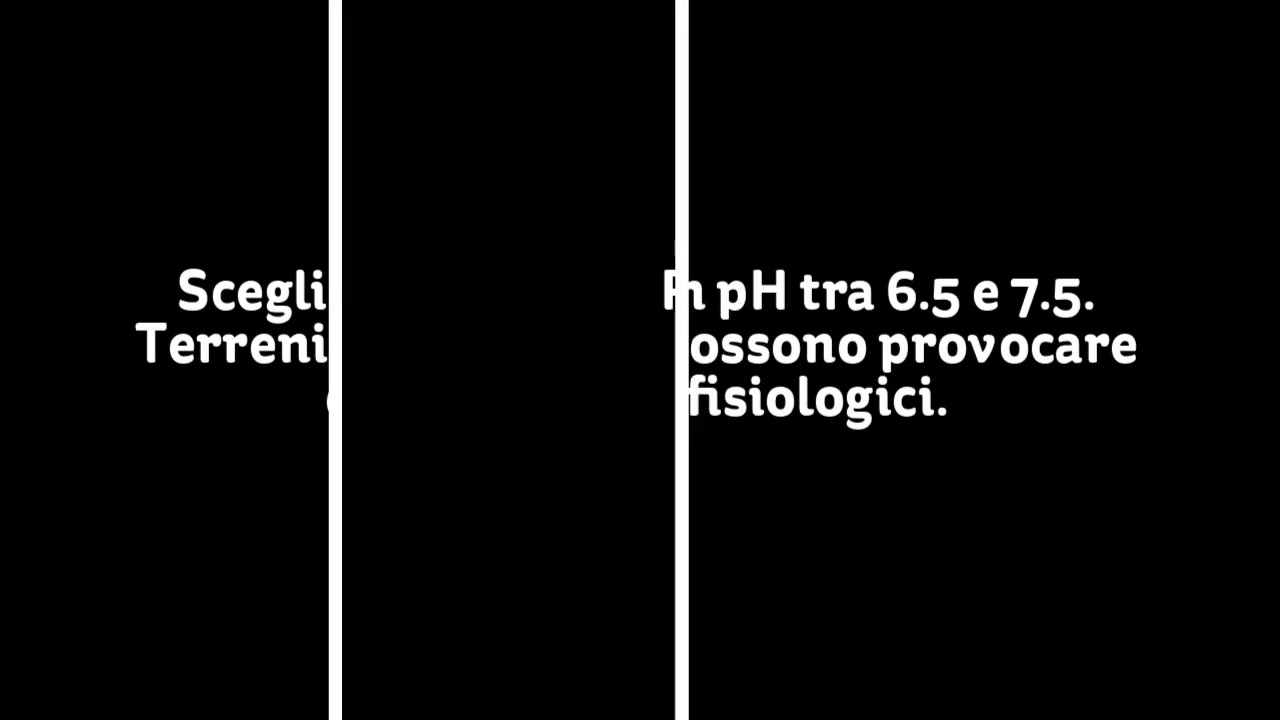 Come si coltiva il cavolfiore viola? I CONSIGLI DI MINO IL CONTADINO!