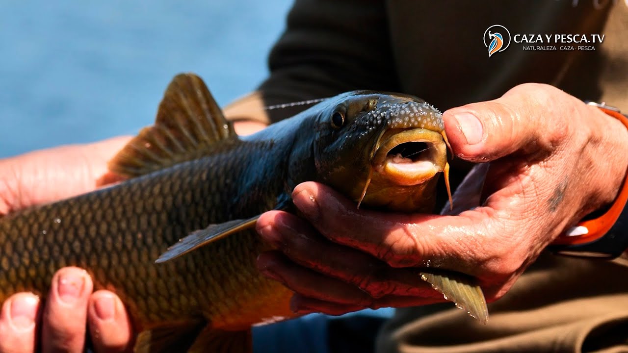 【𝐅𝐞𝐞𝐝𝐞𝐫 𝐚 𝐜𝐚𝐢́𝐝𝐚 𝐥𝐞𝐧𝐭𝐚】, Pesca al Feeder con cebador de caída lenta, Documental