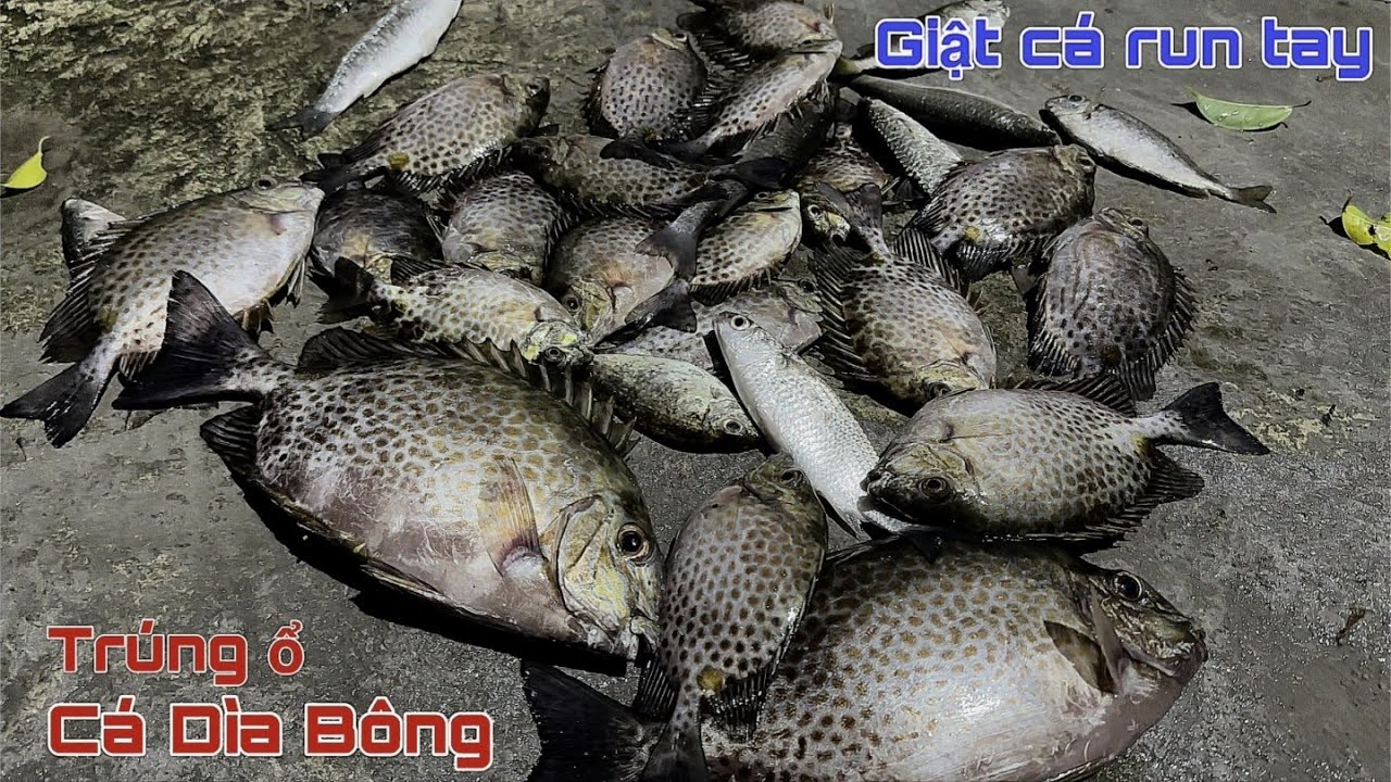 Câu cá gần nhà, câu dìa bằng mồi cơm trắng