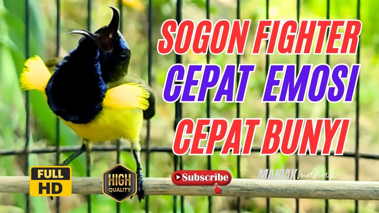 SOGON FIGHTER LANGSUNG RESPON DENGAR SUARA SOGON GACOR #19