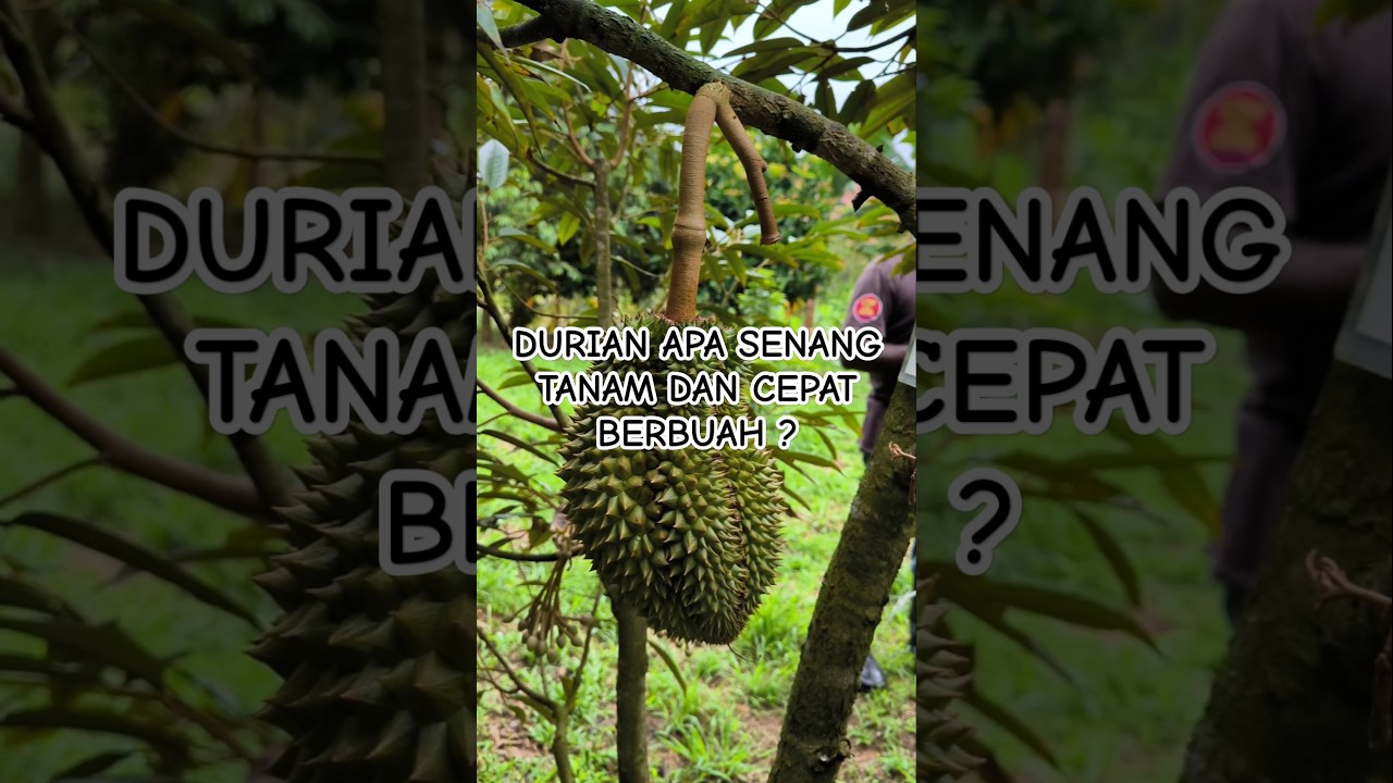 Durian Apa Senang Tanam? Kenapa Monthong? #durian #monthong #durianmonthong #monthongtani #pertanian