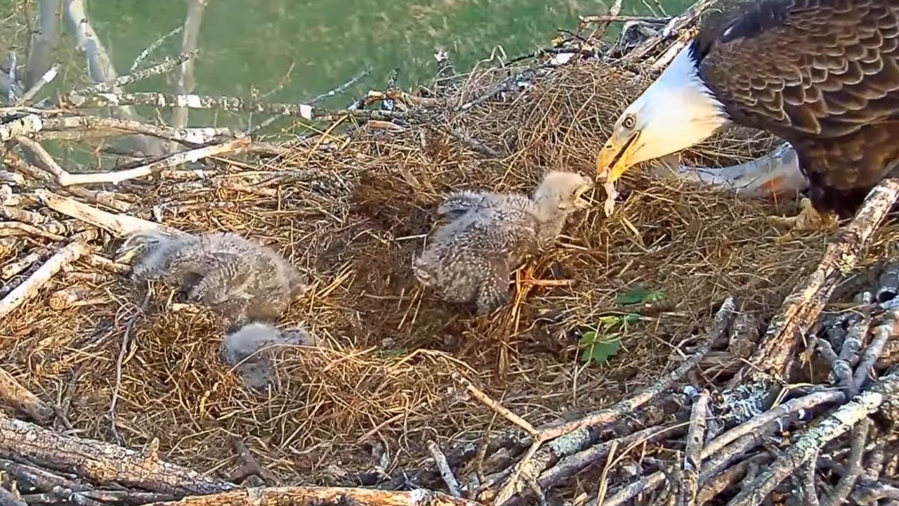 #baldeagle SE3#49 Review birds life in their nest #birdsnest #birdsounds #birdslovers