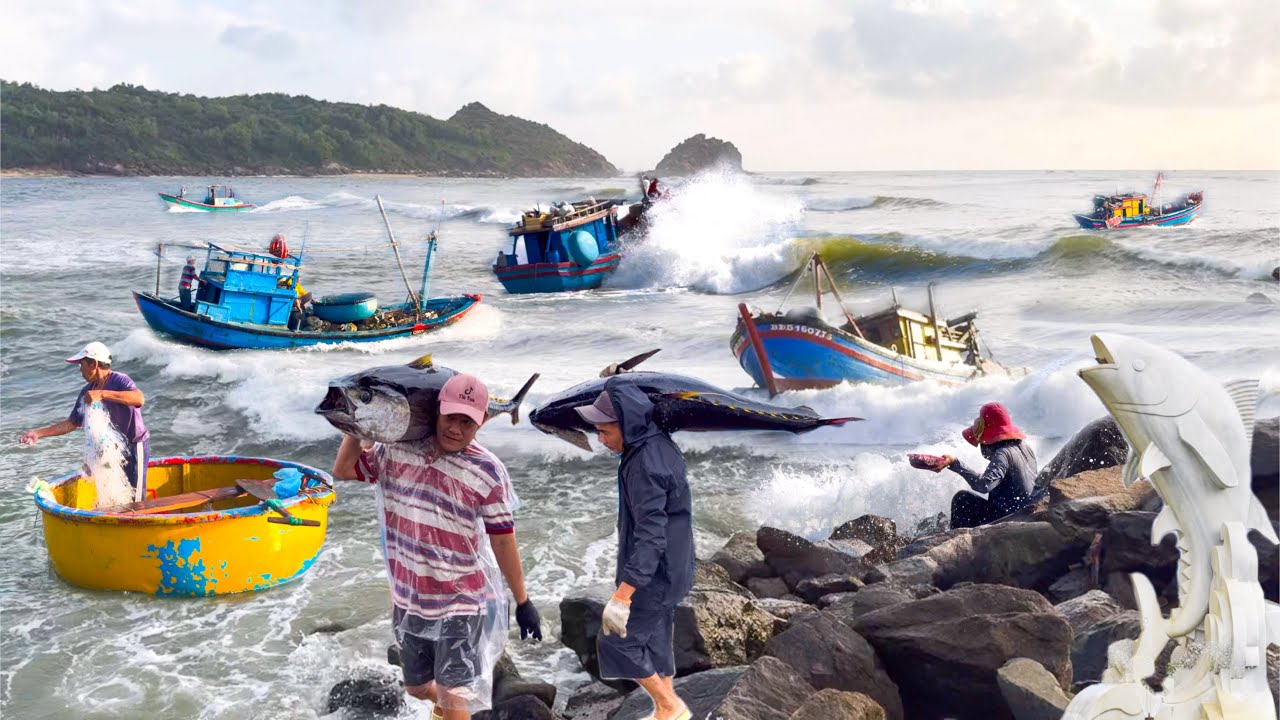 Ngư Dân Câu Trúng 100 Con Cá Ngừ Đại Dương | Cửa Biển Tam Quan Bắc