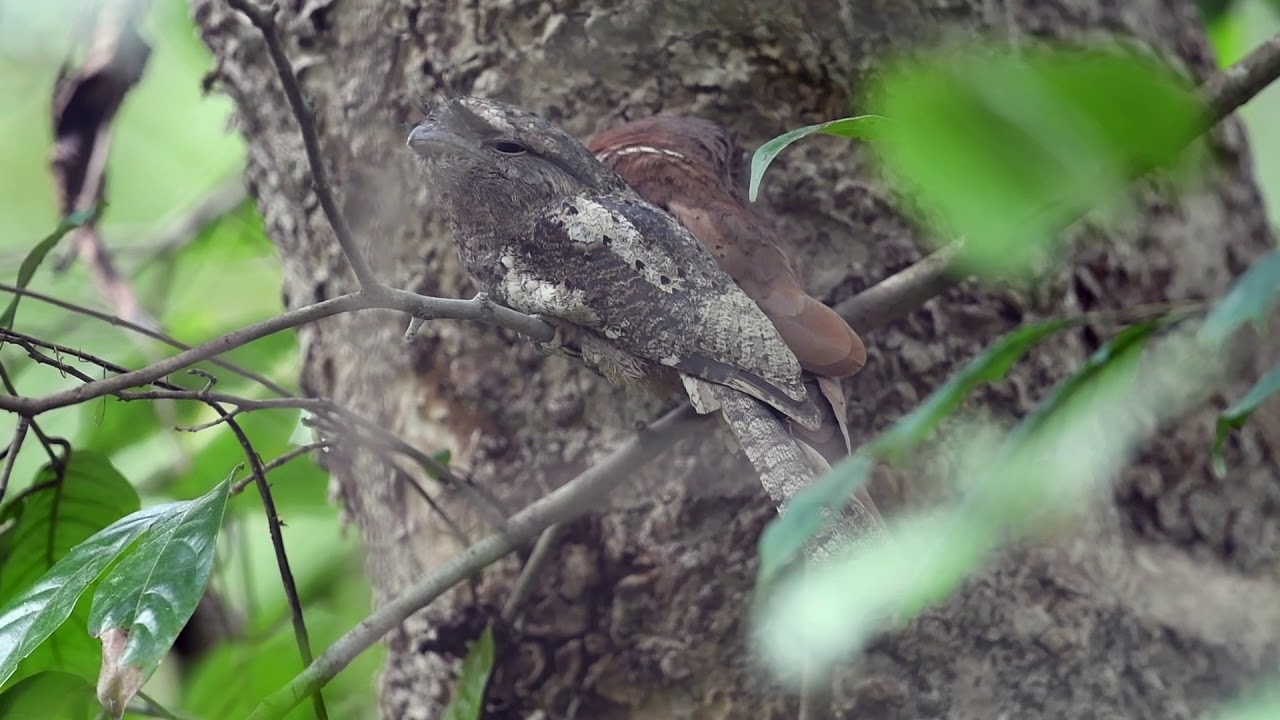 Birding in the Western Ghats of INDIA (Part two)