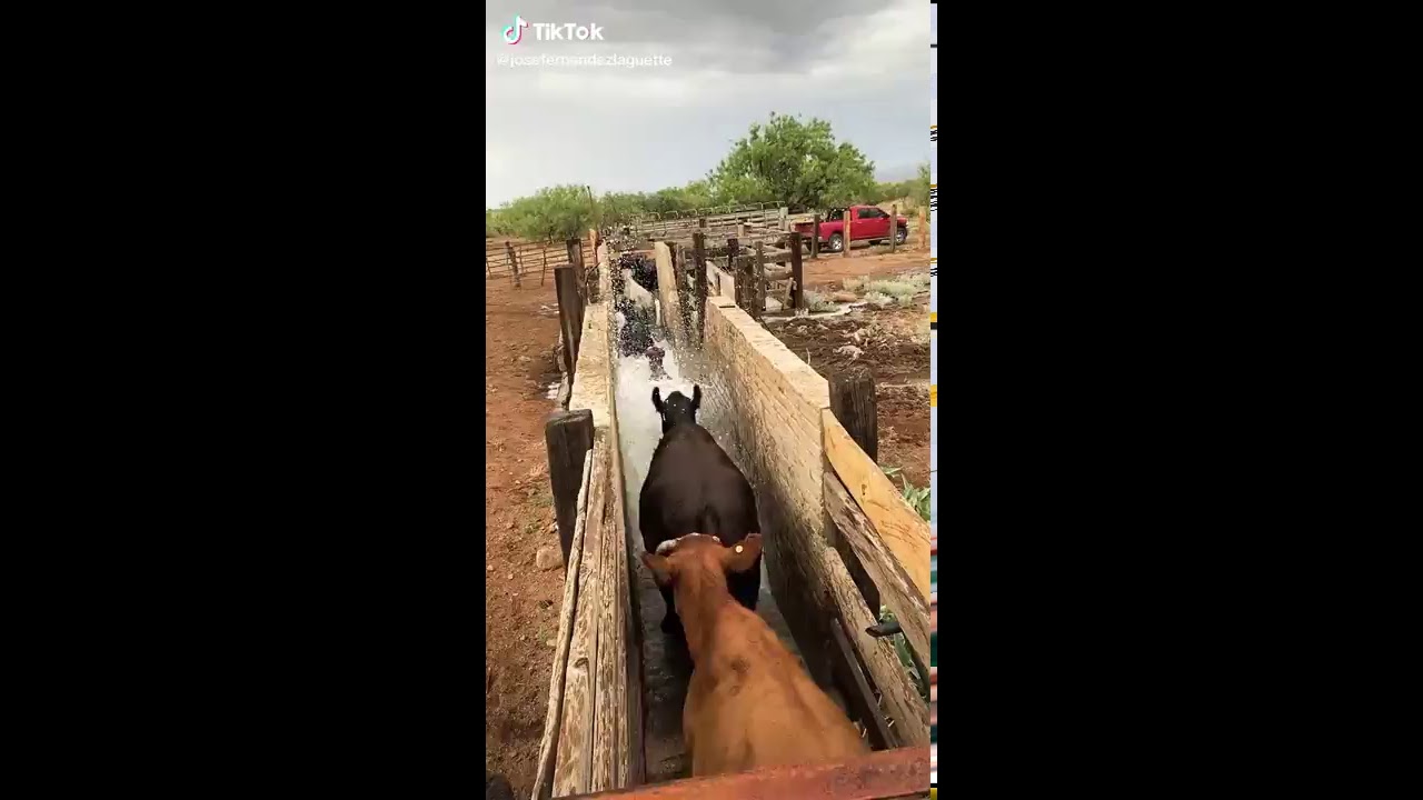 Baño de ganado