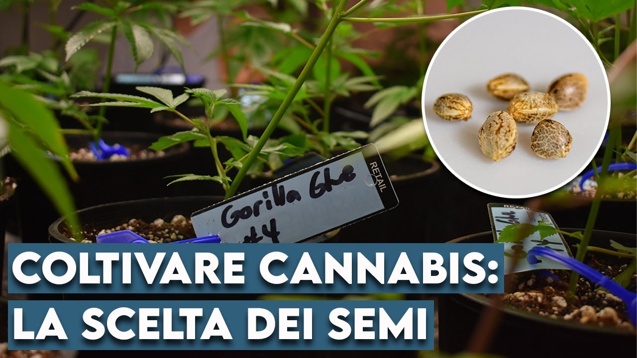 Coltivazione di Cannabis - Quali semi scegliere?