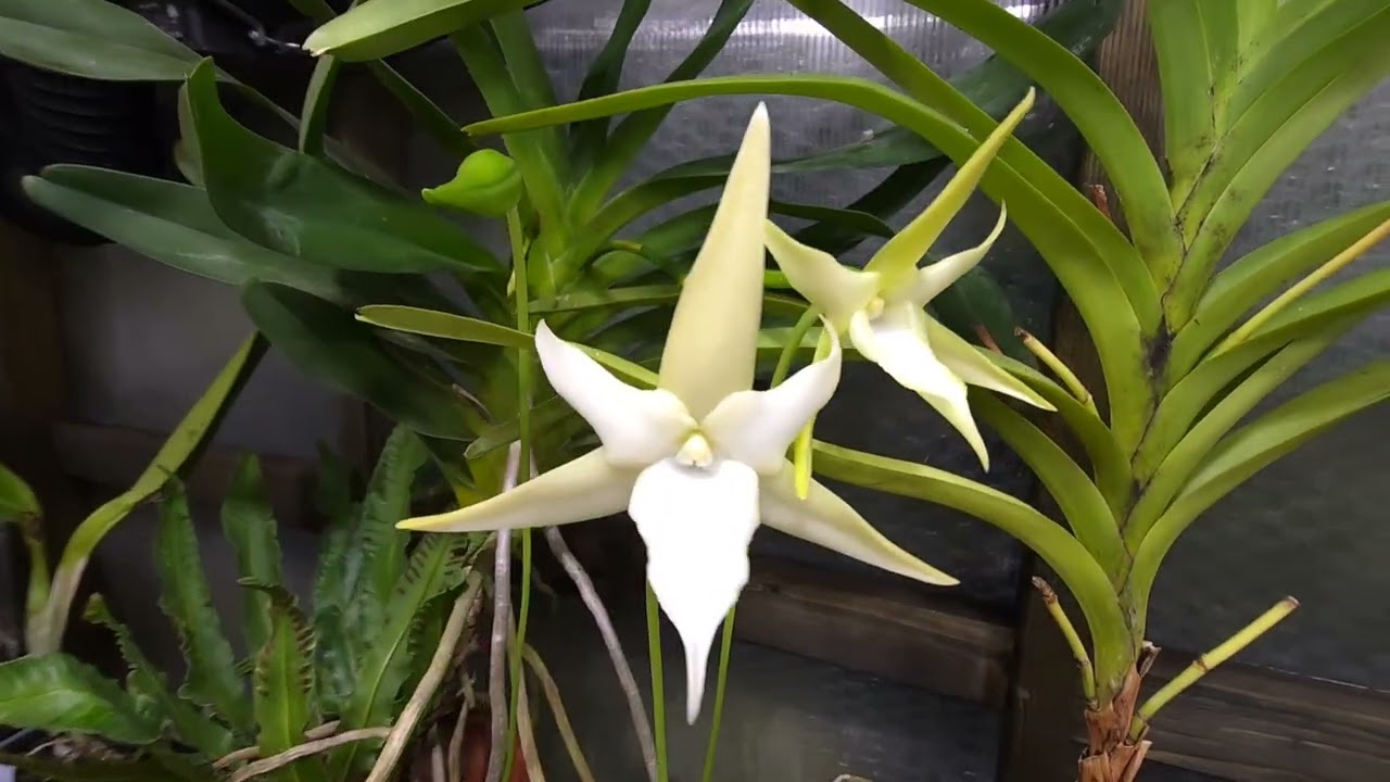 #Angraecum Sesquipedale #orchid 