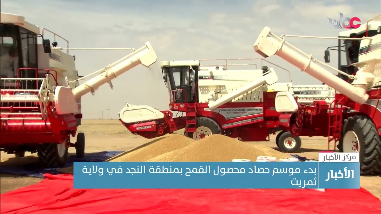 بدء موسم حصاد محصول القمح بمنطقة النجد في ولاية ثمريت