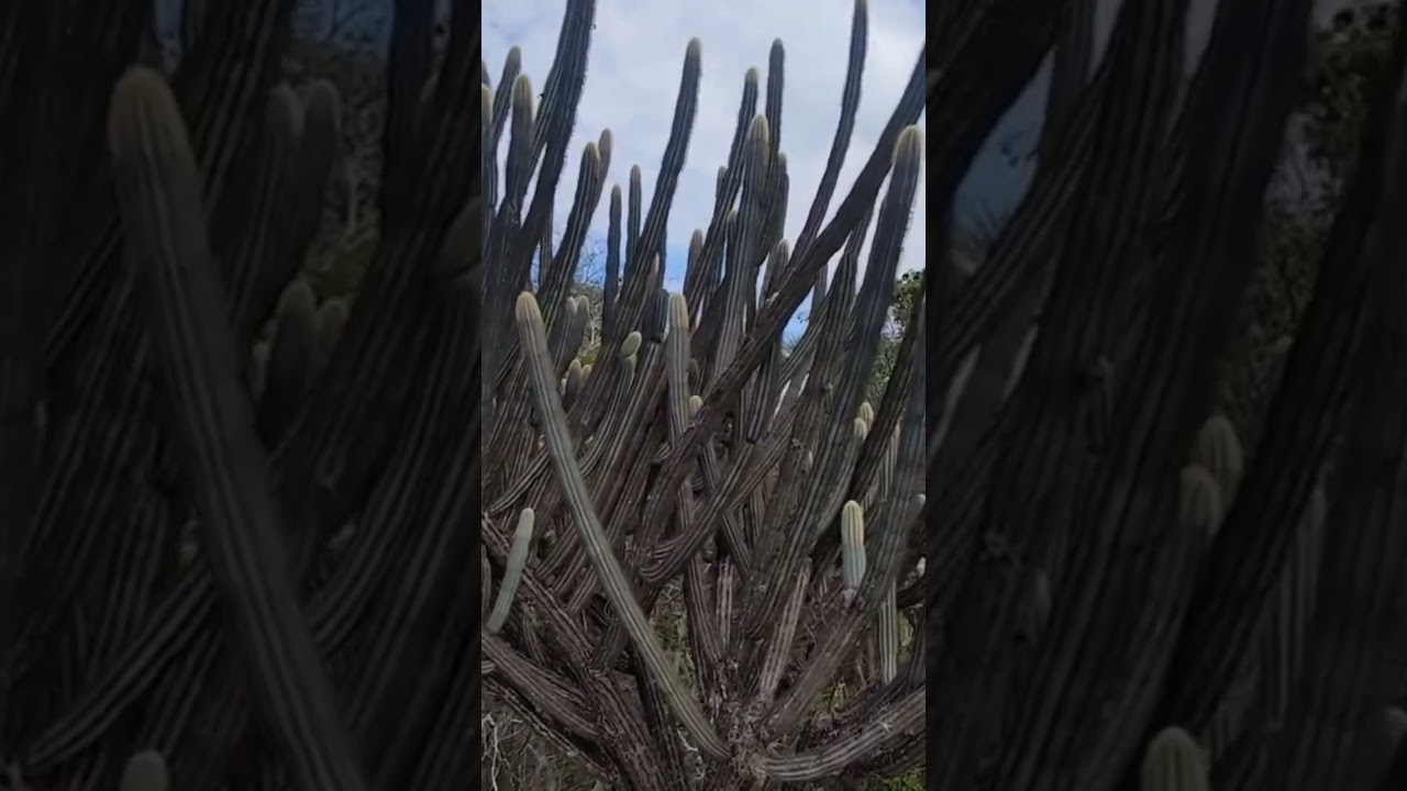 Cacto Azul