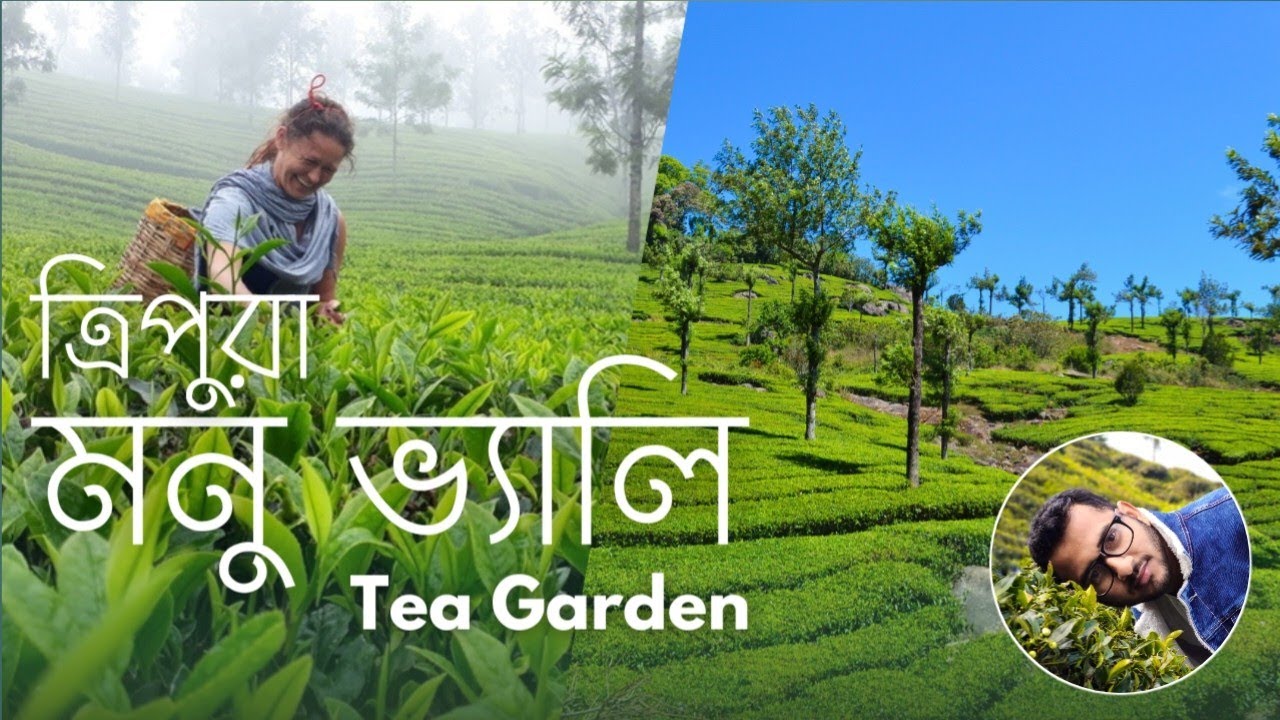 Monu Valley Tea Garden ।। Tripura।।