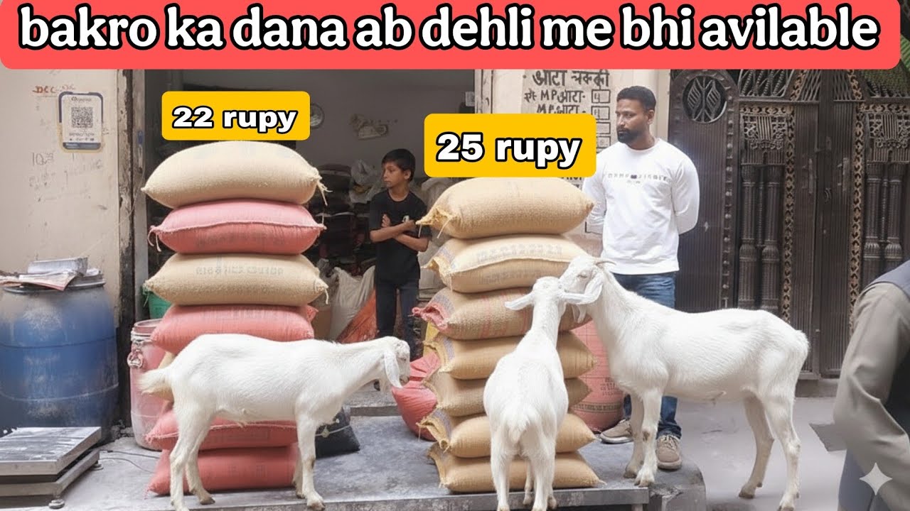 Bakro ka dana le sirf 22 /or 19 rupy kilo @al nafi goat farm bhai salman 70533 39200 #bakripalankais