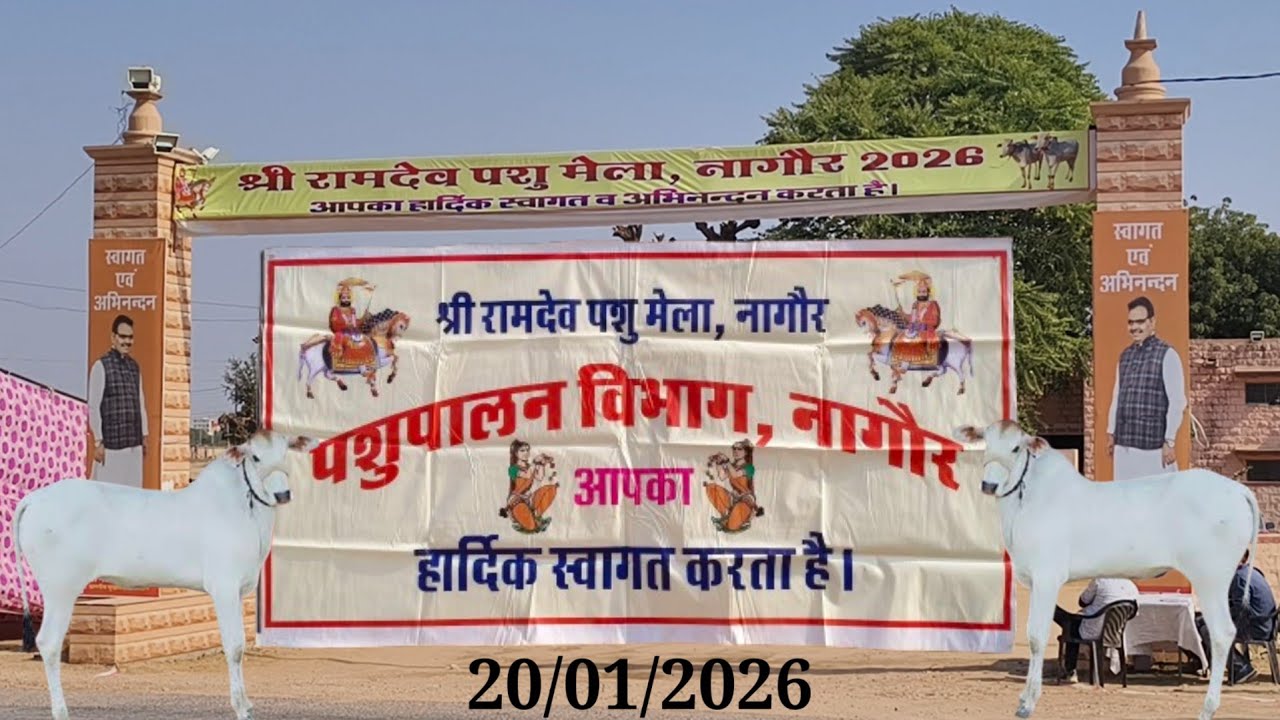 श्री रामदेव पशु मेला नागौर,विश्व प्रसिद्ध पशु मेले का आयोजन, नागौरी बैलों का मेला शुरू@PremAgroFarm 