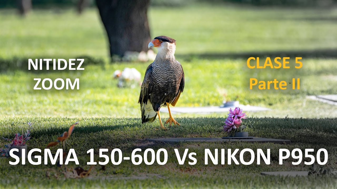 El Zoom del lente Sigma150-600 vs Zoom Nikon P950 - Fotografía de Aves