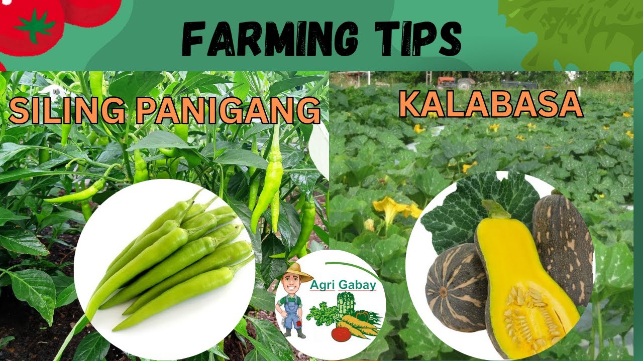 Ano ang pwedeng itanim pagkatapos ng Sili? Farming tips