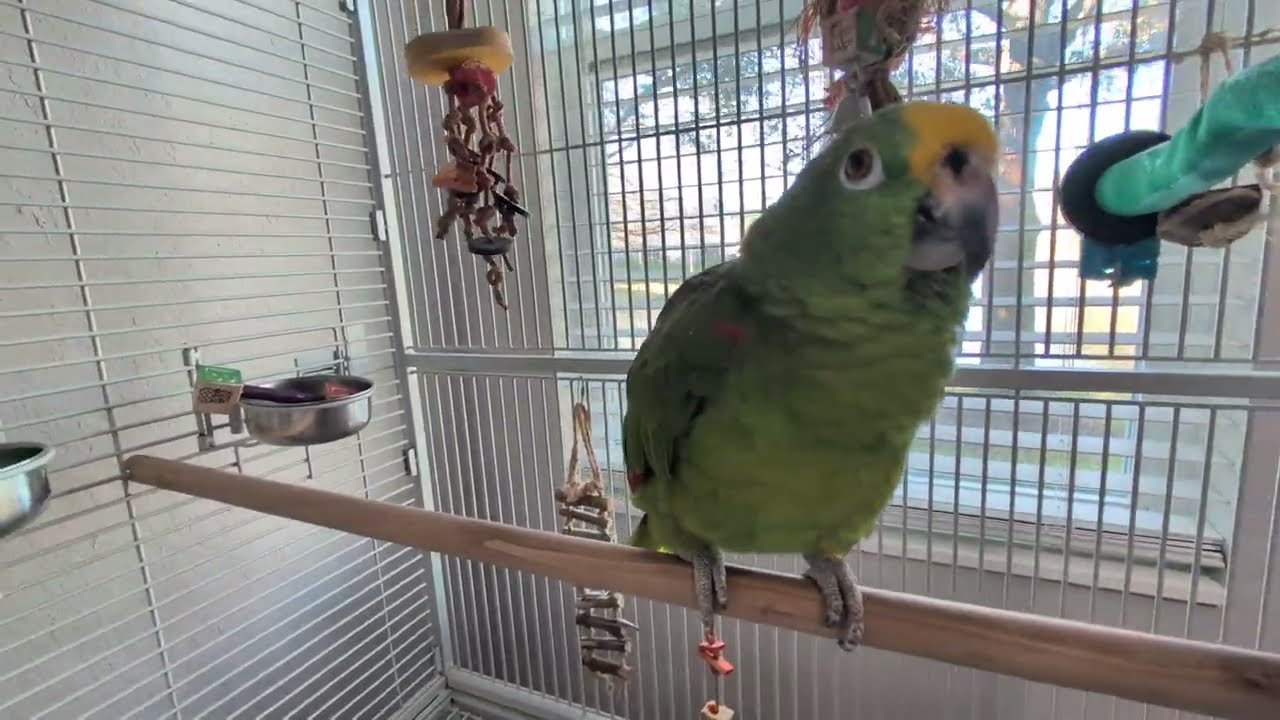 Freedom the Parrot Carries Wooden Barbell to Water Bowl & Chirps in Big Cage! Oviedo, Florida 