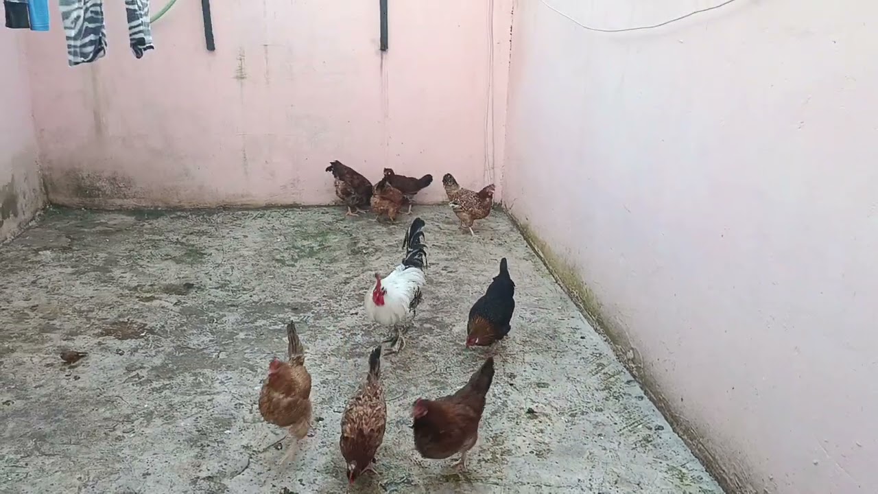 كل نهار مع وجبة دجاج انواع 