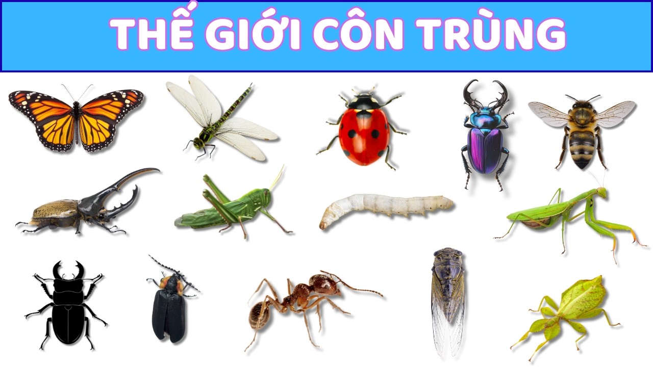 Thế Giới Côn Trùng 🐞🦋 | Bướm, Ong, Chuồn Chuồn, Đom Đóm | Hoạt Hình Giáo Dục Cho Bé