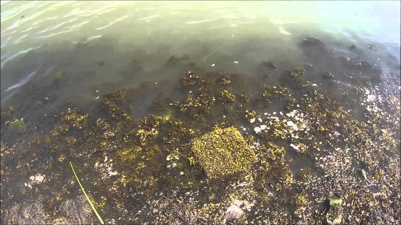 Finten aan de Nieuwe Waterweg