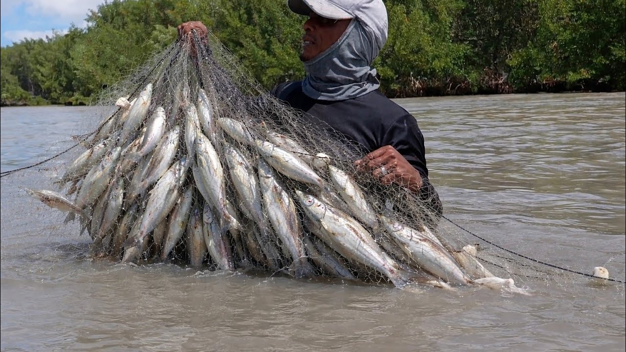 UMA ENCHENTE DE TAINHA NA CROA, MAIS REDE DAVA PRA ENCHER A CANOA.