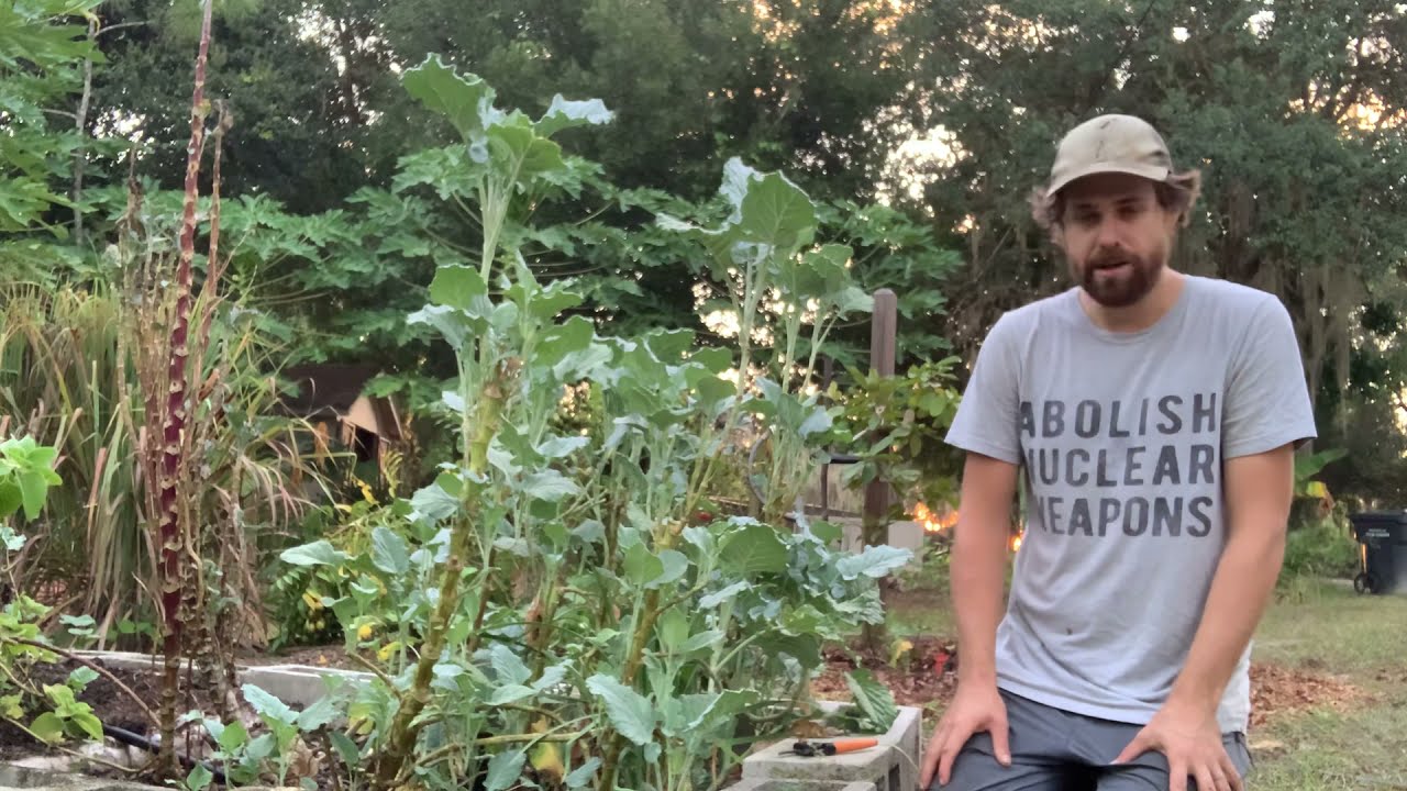 African Chomolia - A Promising Perennial Brassica for Warm Climates