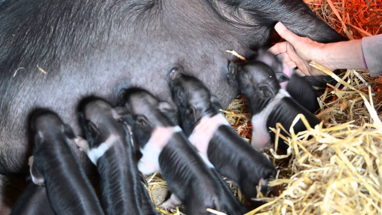 Piglets nursing 1 day old