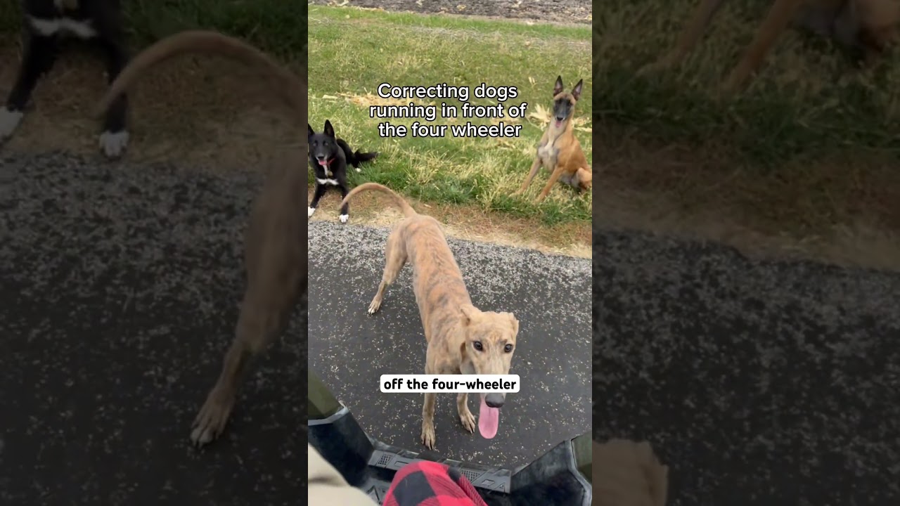Common questions about running the dogs! #greyhound #belgianmalinois #dogtraining #dogs #dog
