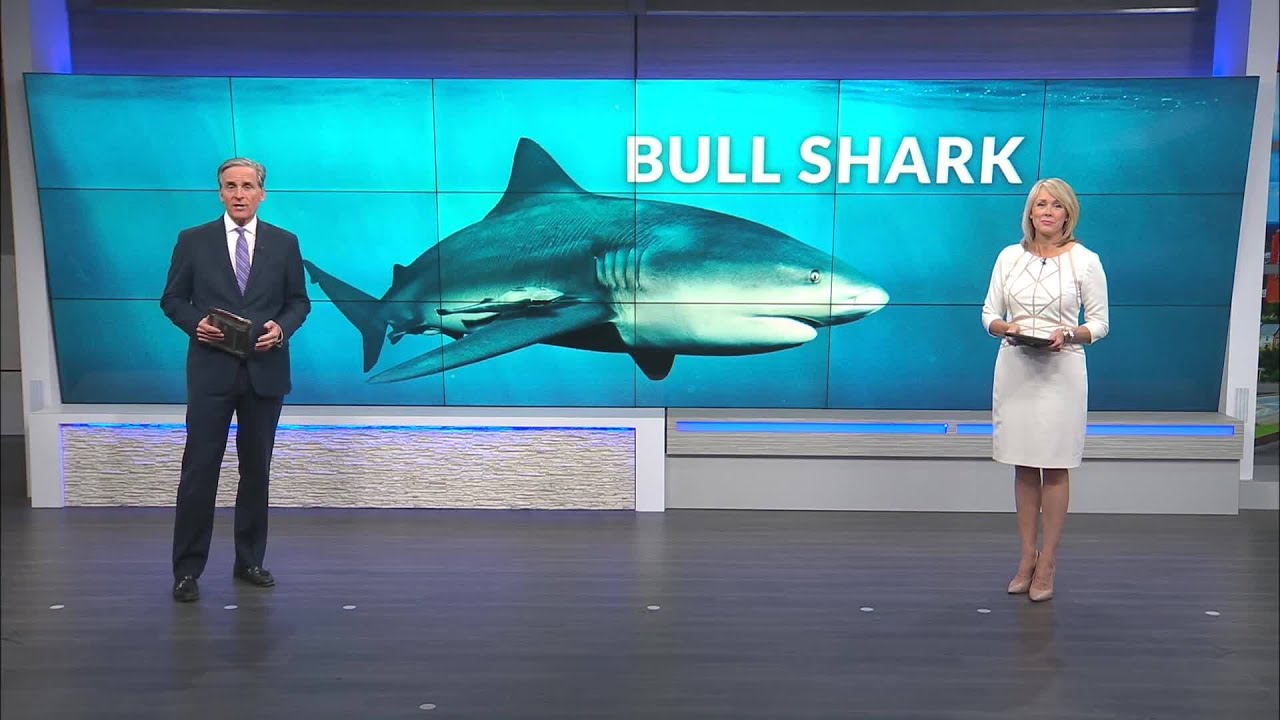 Massive bull shark caught outside mouth of Mobile Bay