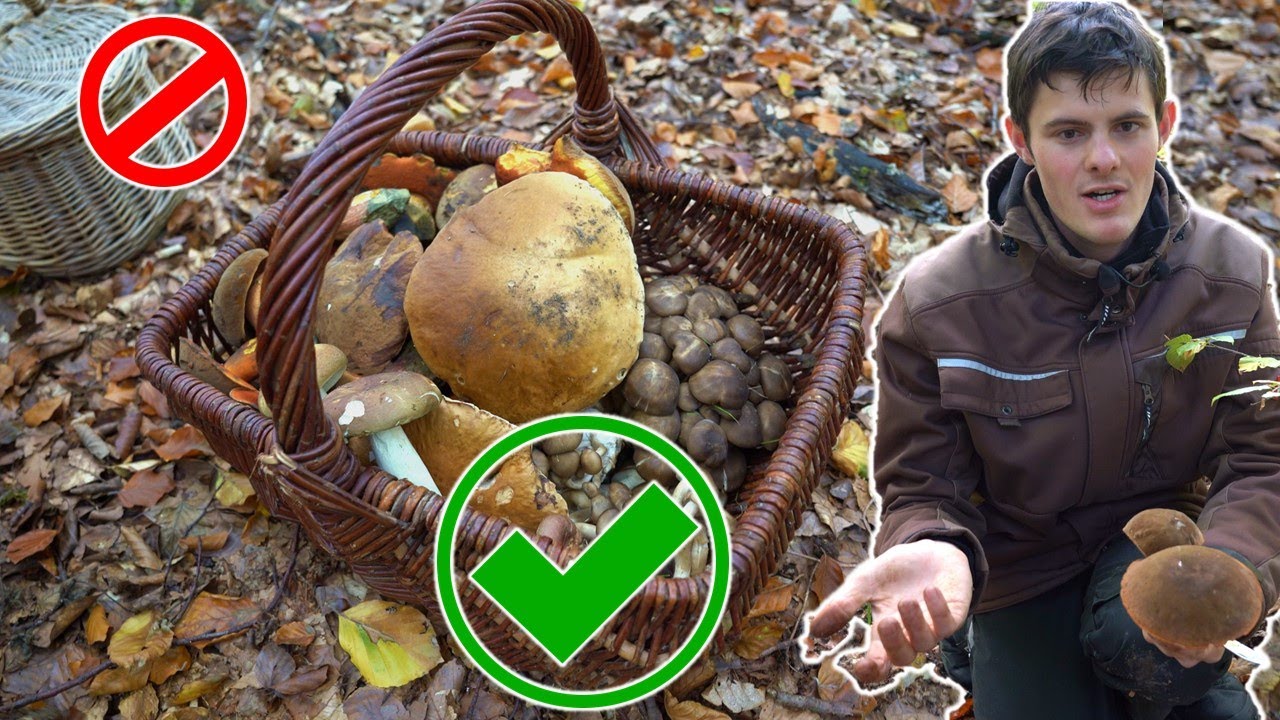 Volle Pilzkörbe im Oktober | Pilzexperte zeigt was NICHT rein darf 💀