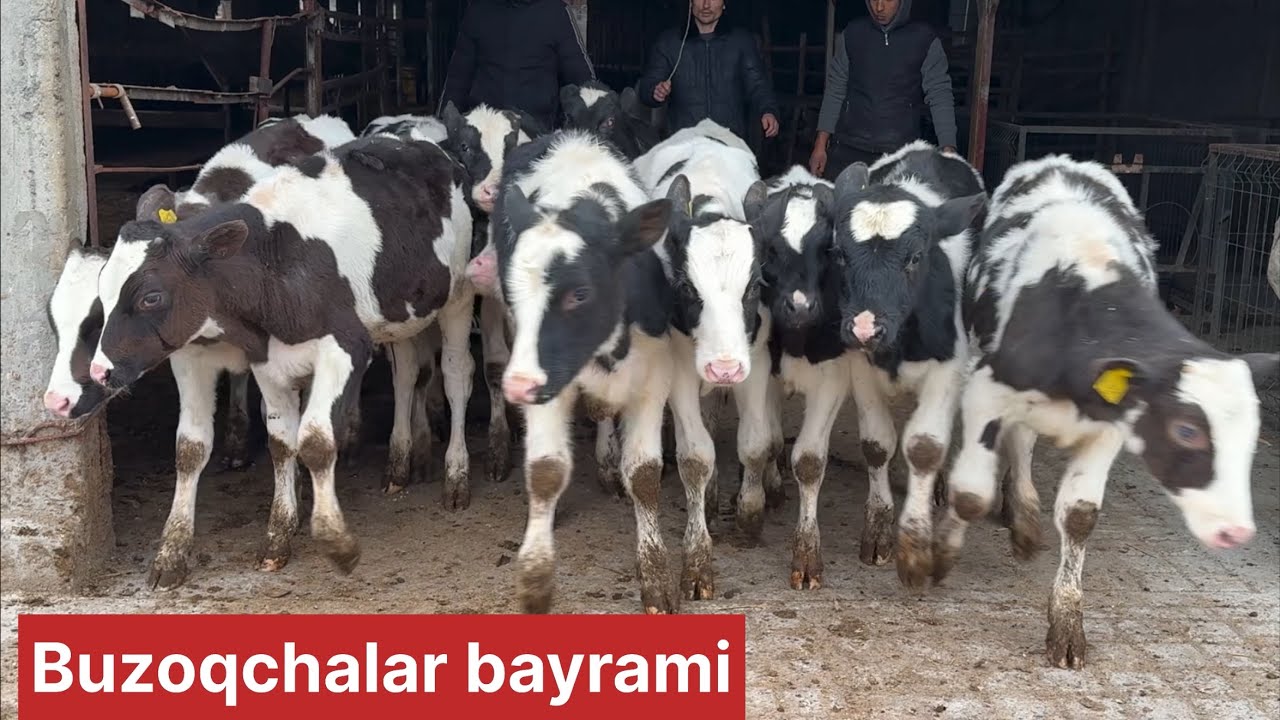 Brend fermadan nasilli buzoqlar optim narhlarda
