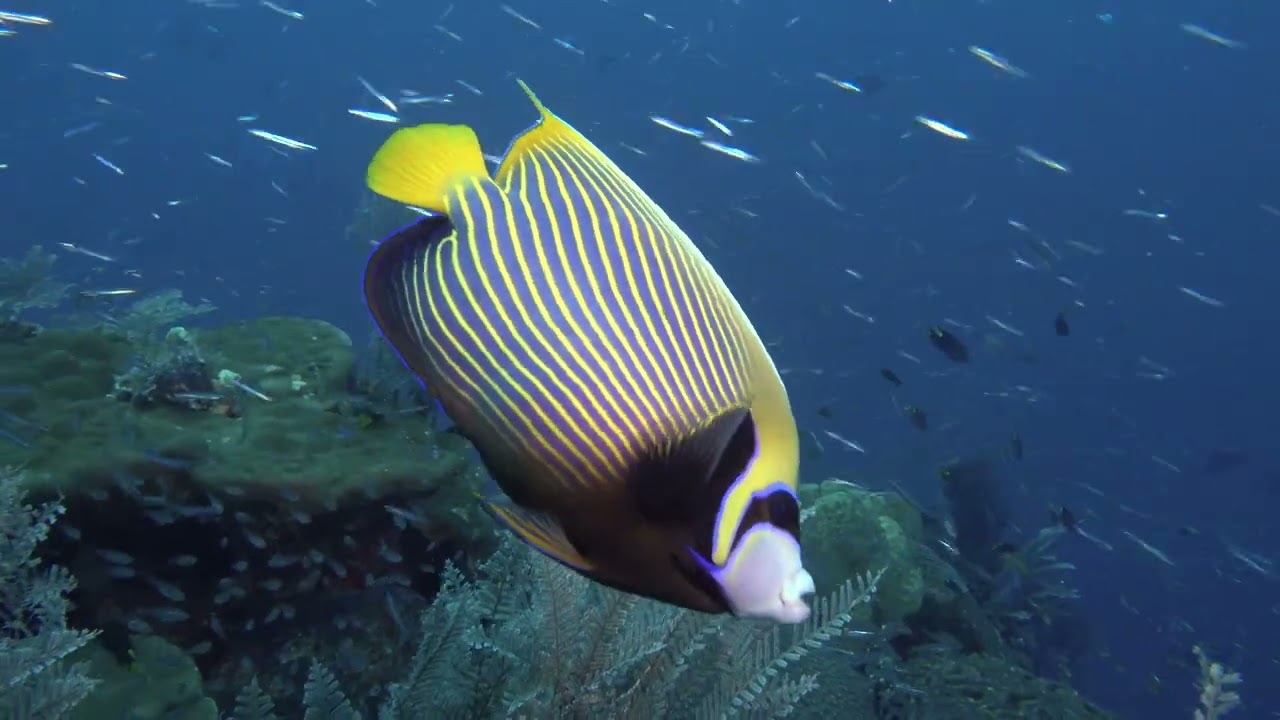 Raja Ampat Diving