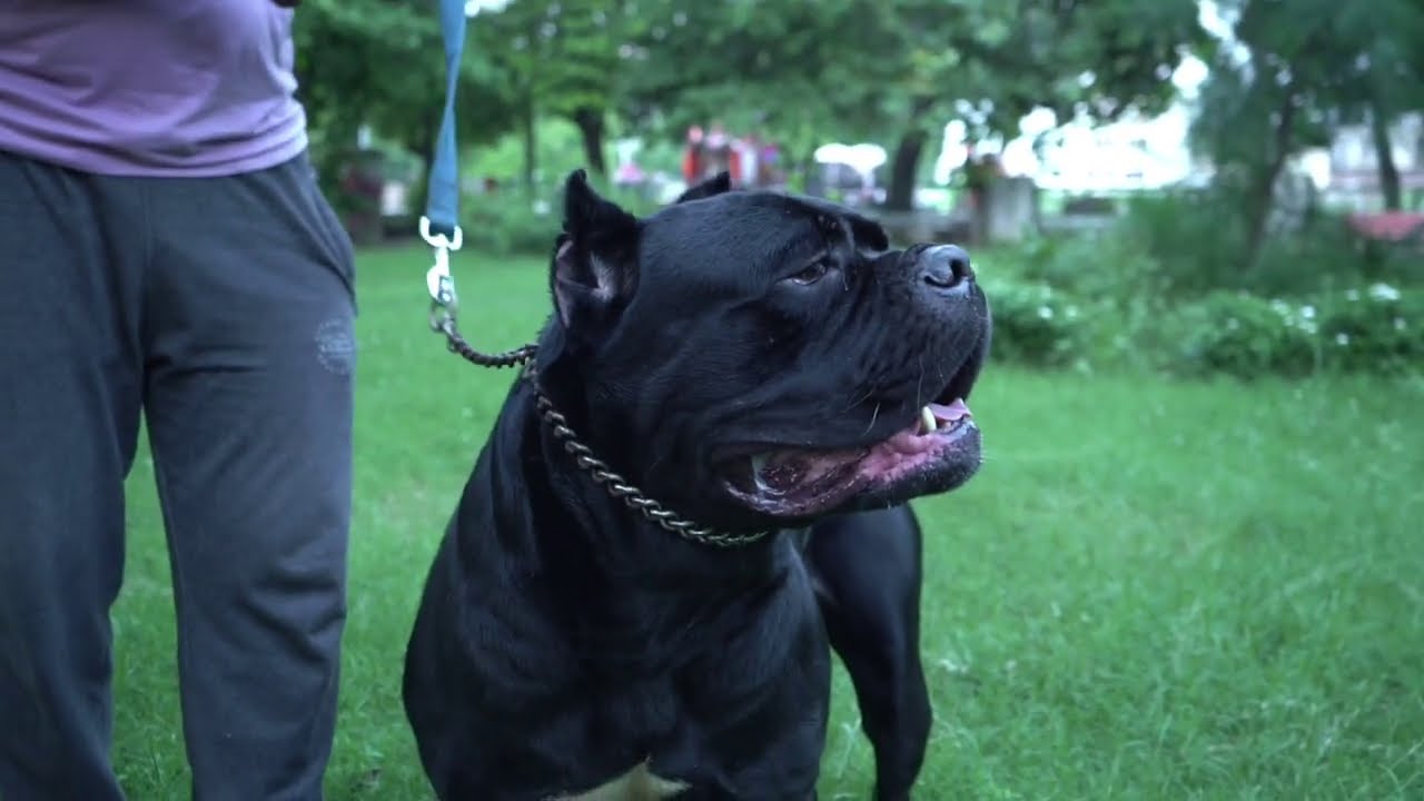Gaurav's Kennel || Cane Corso Breed || Siberian Husky Breed || Dog Kennel || Dog Breeder | Scoobers