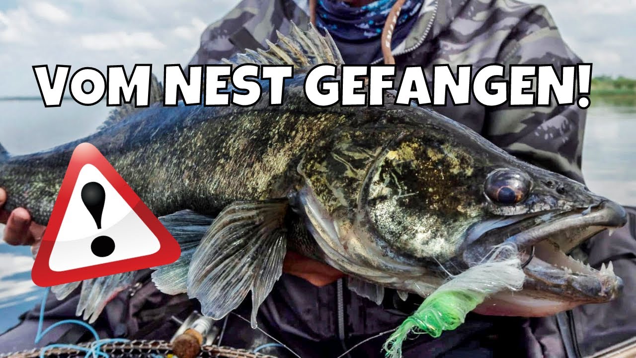 LAICHZANDER vom Nest gezogen 😱 | Das Aus für den Zander ❓ | Bedrohung für die Fortpflanzung [Doku]
