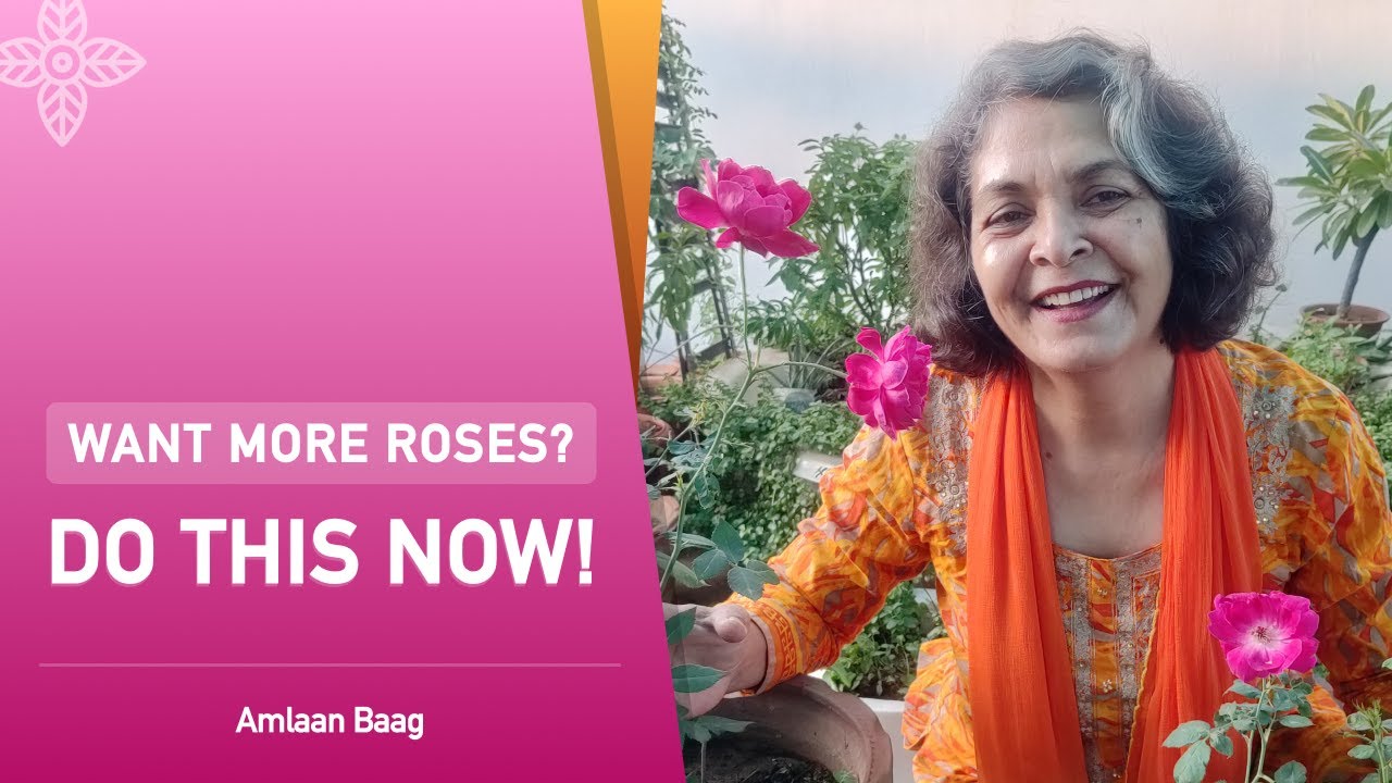 Want More Roses? Do This Now! | भरपूर फूलों के लिए गुलाब को ऐसे संभाले