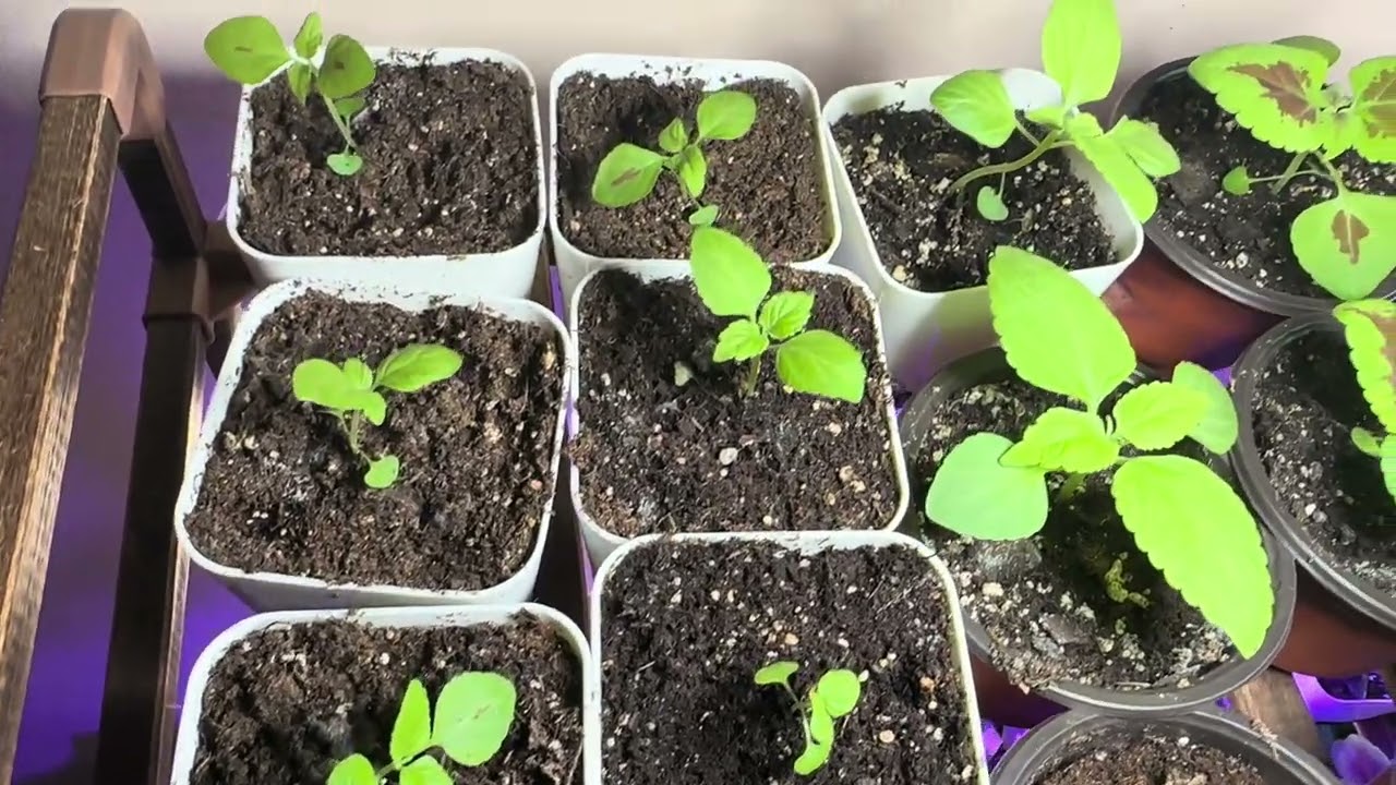 Coleus update #3