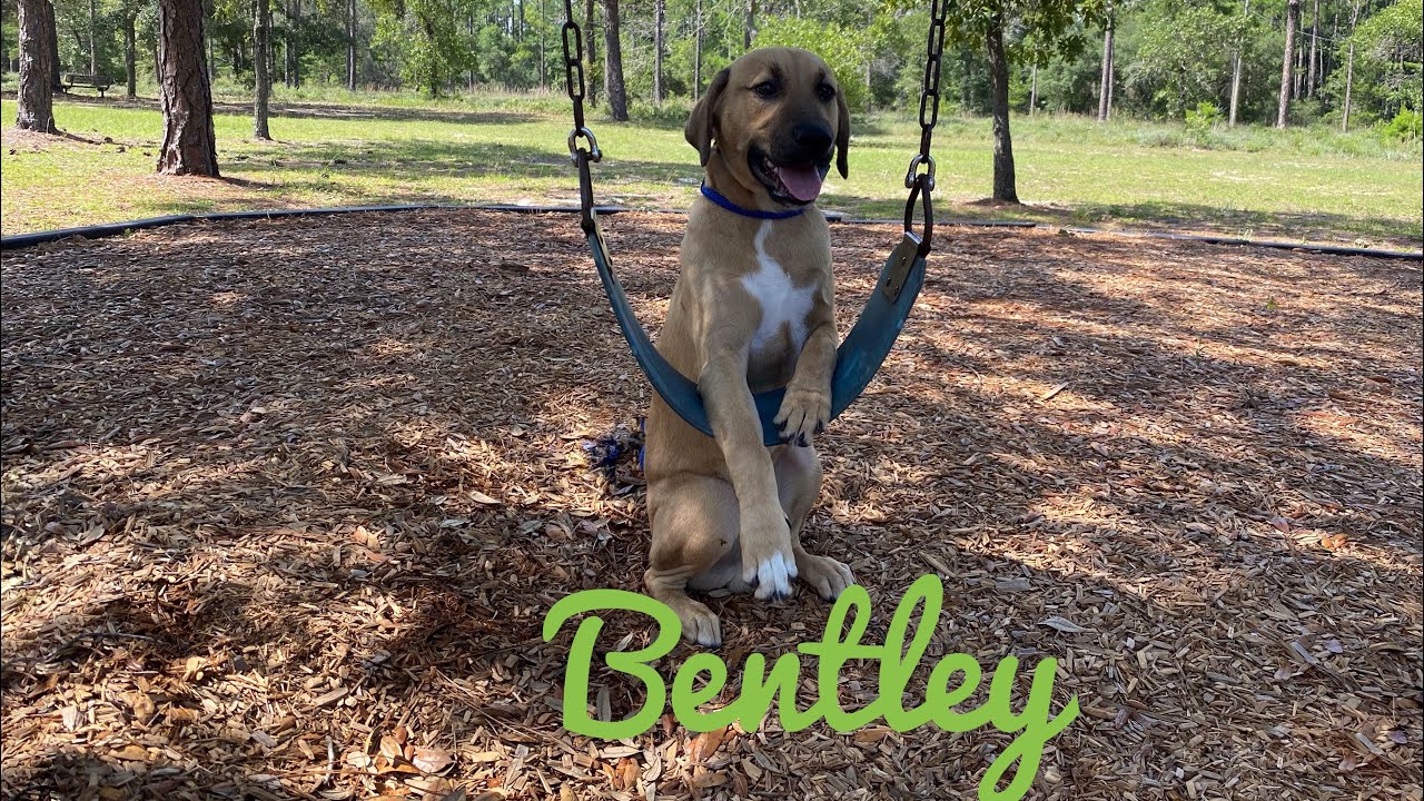5mo Black Mouth Cur (Bentley) Best Dog Trainers in Florida