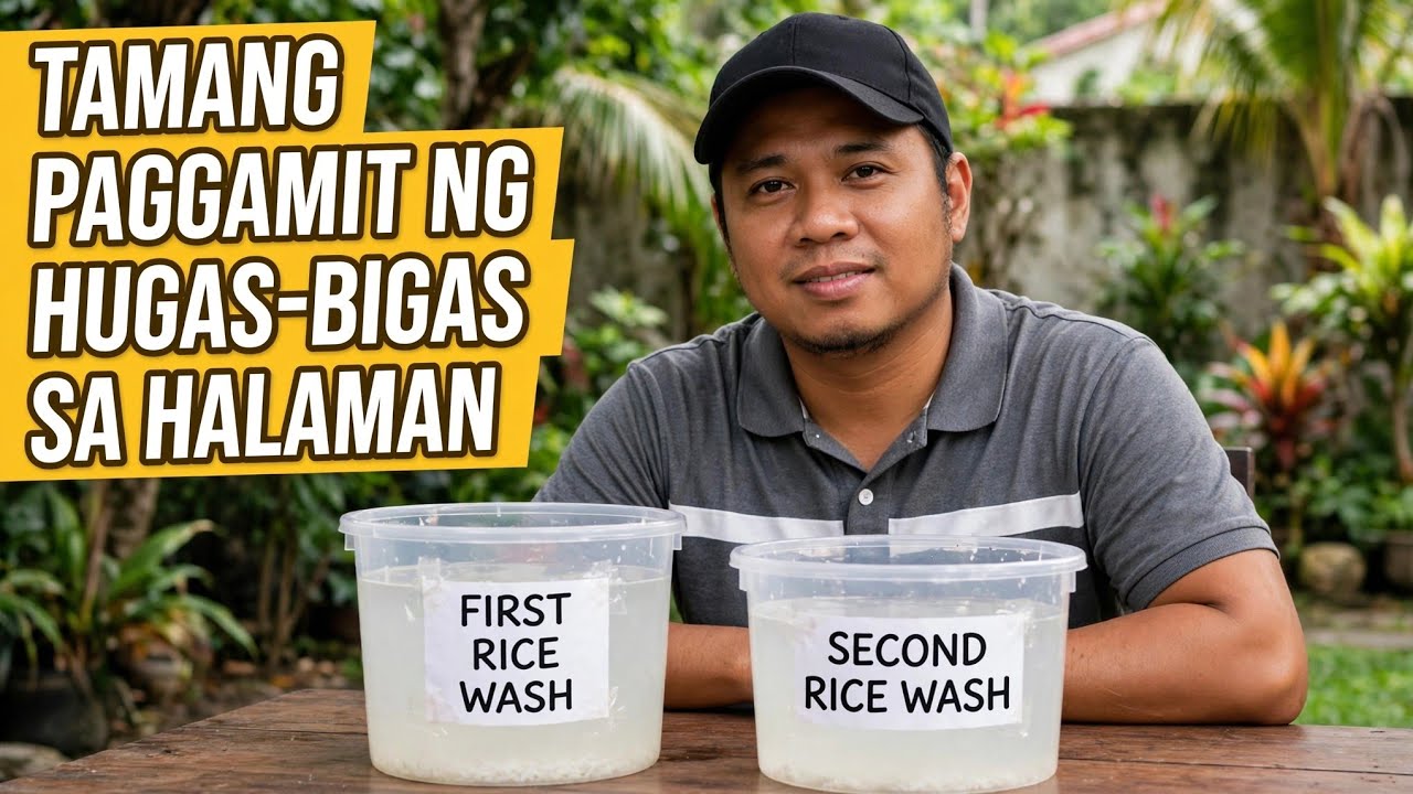 Wastong Paggamit Ng Hugas-Bigas Sa Halaman